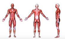 Load image into Gallery viewer, VTCT Level 3 Anatomy & Physiology (from £200)